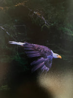 Photo Prints